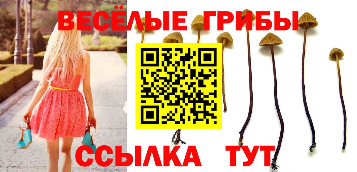 Псилоцибиновые грибы Psilocybine cubensis Апатиты